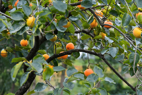 Ber Growing on a Tree