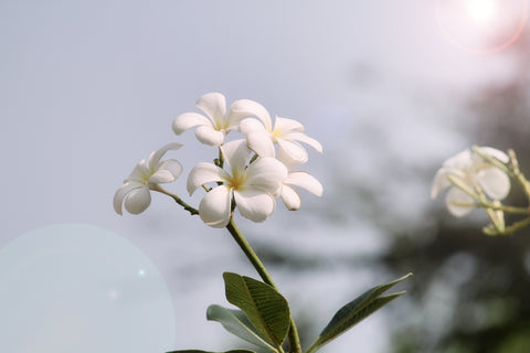 Champa Flowers