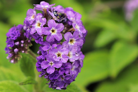Purple Heliotrope Flowers