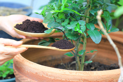 Coffee grounds as fertilizer