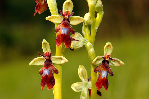 Fly Orchids