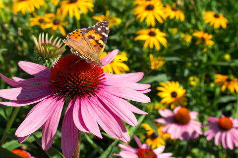 Butterfly on a Flower