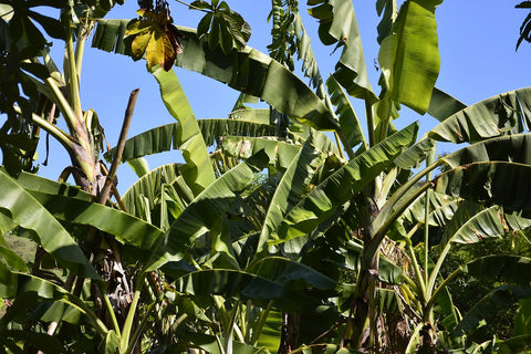 Banana Tree Leaves