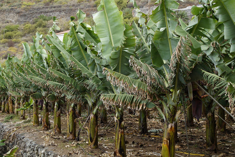 Banana Trees in a Field