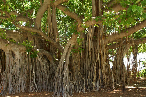 Branches and Leaves of a Banyan Tree
