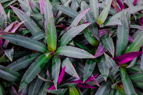 what is wandering jew