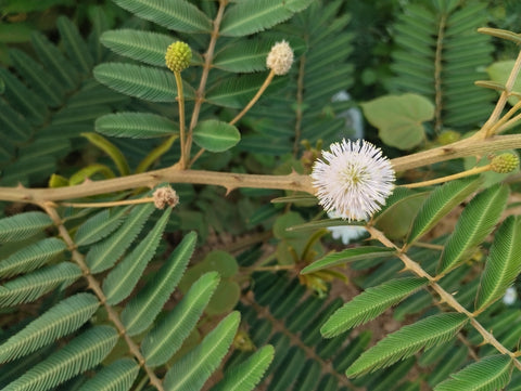 Sensitive Plant