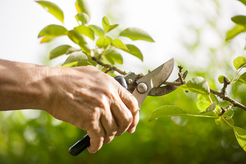 Pruning