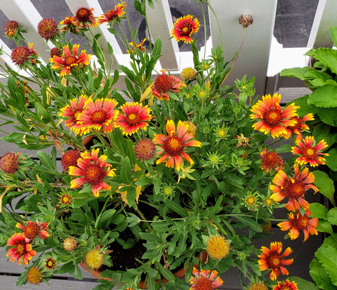 gaillardia flowers in a container