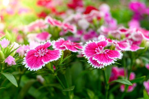 Sweet William Flowers in Sunlight