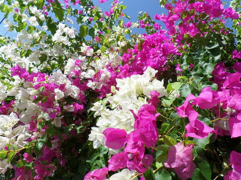 Bougainvillea as a Summer Flower