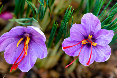 Crocus sativus