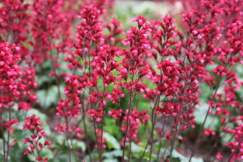 Coral Bells Summer Flowering Plants