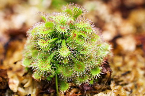 Drosera Plant