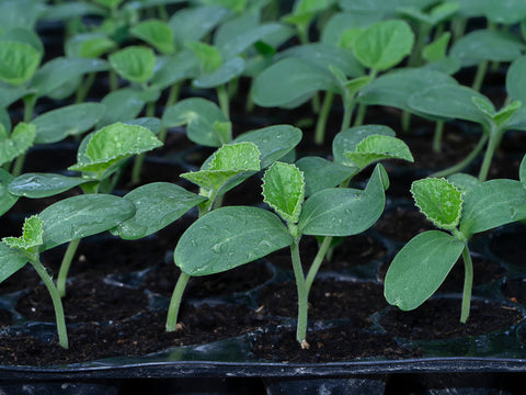 Small Cantaloupe Seedlings