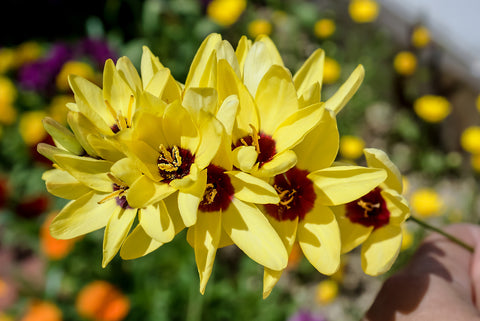 Yellow Ixia Flowers