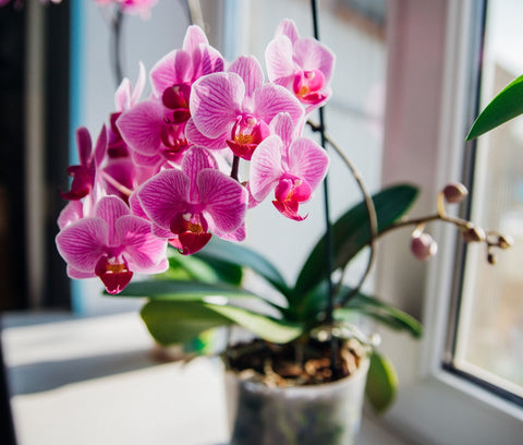 Orchid Flowers in a Pot by the Window