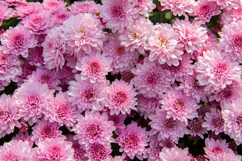 Chrysanthemums as Mother's Day Gifts