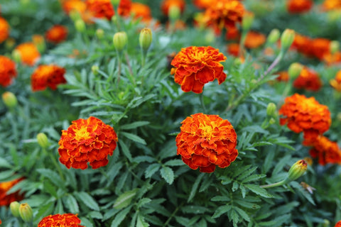 Marigold Flowers