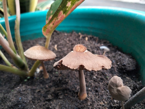Wild Mushrooms Growing Next To Potted Plant