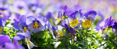 Viola Flowers in a field