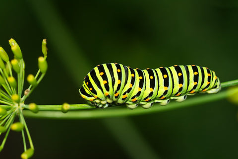Caterpillar on Plant