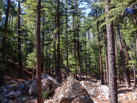 Deodar Cedar