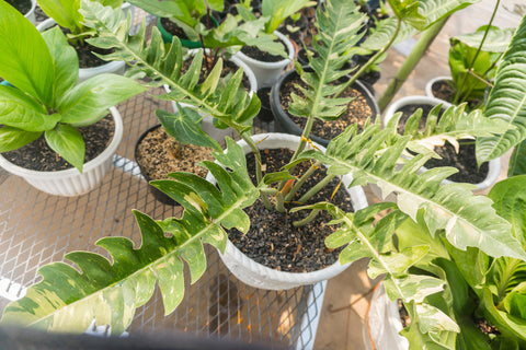 Philodendron Ring of Fire in Sunlight