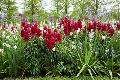 Companion Planting for Snapdragons