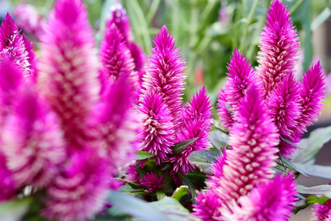 Purple Cockscomb Flowers