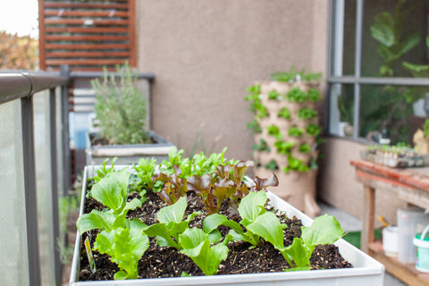 container gardening