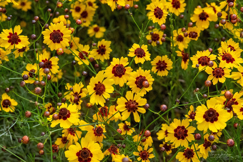 Tickseed Flowers