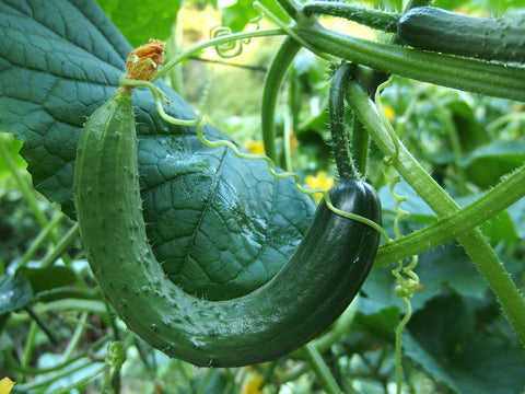 Bent cucumber as a cucurbit vegetable