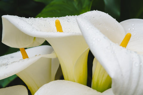 Close Up of White Calla Lily Flowers