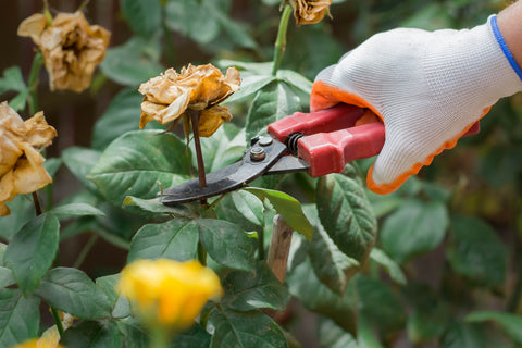 Pruning Plants in Home Garden