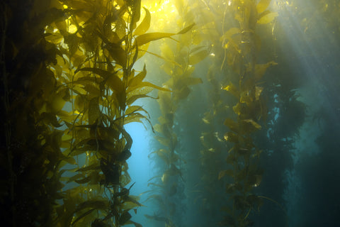 Luscious Seaweeds in Water