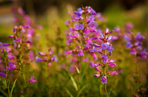 BeardTongue as a Summer Flower