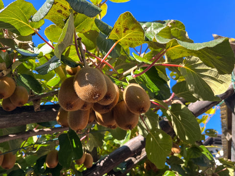 Kiwis growing as climbing plants