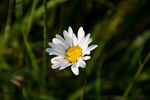 Delicate White Blooms of the White Daisy