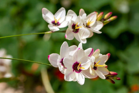 Ixia Flowers as Garden Flowers