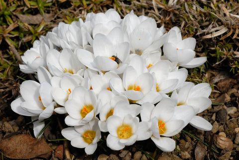 Crocus chrysanthus