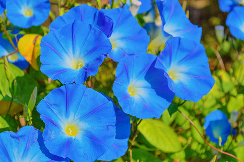 Morning Glory Plant