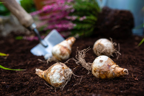 daffodil bulbs