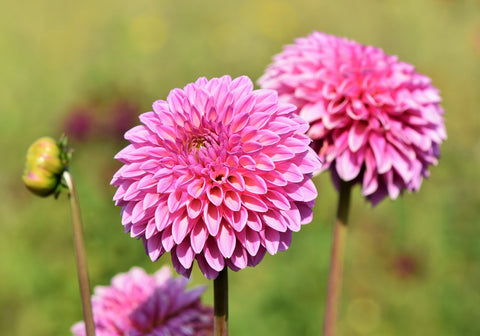 Dahlia as a Summer Blooming Flower