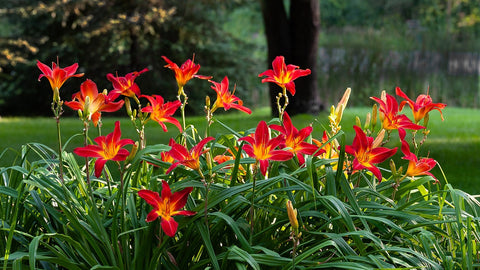 Daylilies on Short Stems