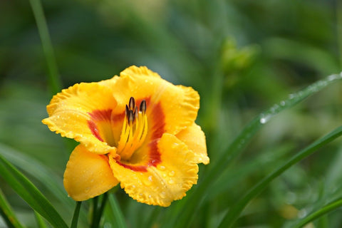 Daylilies as Summer Flowers