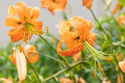 Tall Tiger Lilies