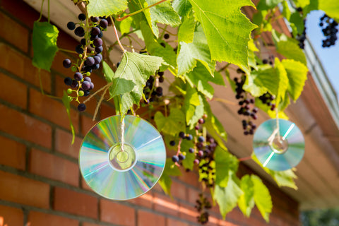 Hanging CDs in Gardens as Natural Bird Repellents
