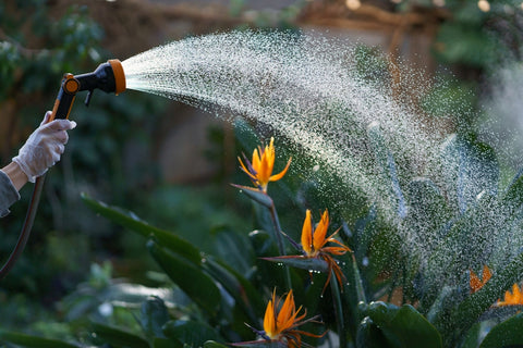 Watering the Bird of Paradise Plant