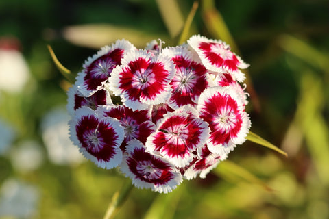 Sweet William Red and White Flowers